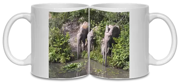 Kenya, Shimba Hills National Reserve, group of elephants drinking at watering hole