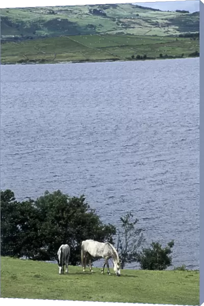Ireland, County Galway, view over Lough Corrib, horses in foreground