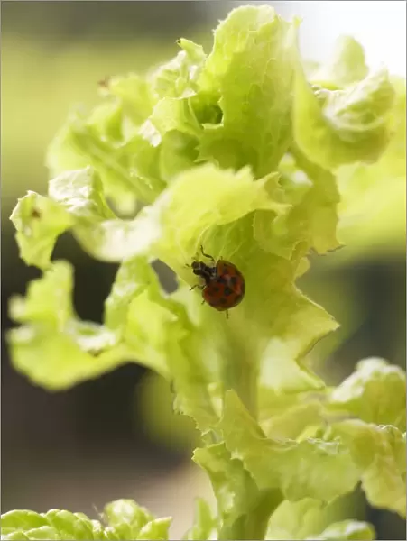 Harlequin ladybird (Harmonia axyridis) on lettuce leaf, close-up