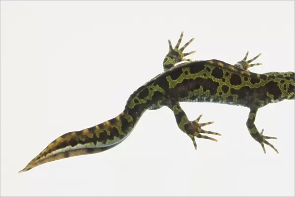 Marbled Newt (Triturus marmoratus), view from above