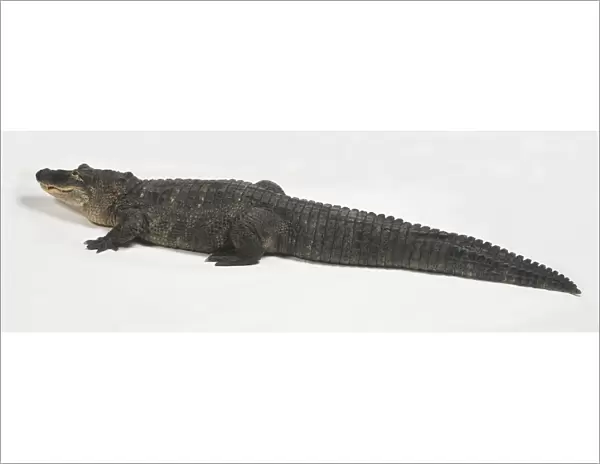 A Crocodile (Crocodylidae) facing away