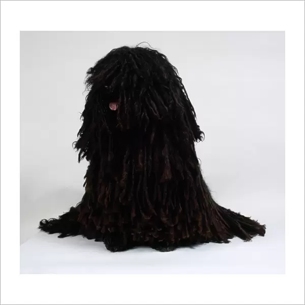 A Hungarian Puli with thick black corded hair spilling from its head and body to the floor, sitting on its hunches