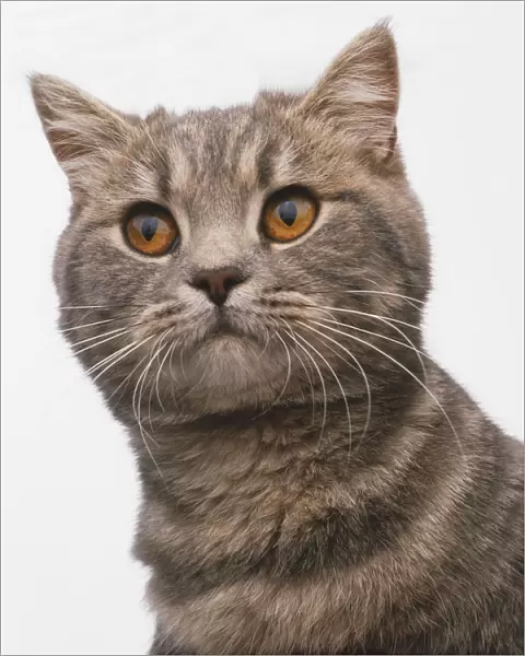 Face of a brown tabby Exotic Shorthair Cat (Felis catus)