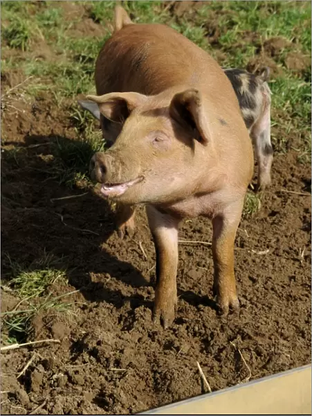 England, lincolnshire, cross bred ginger pig in field
