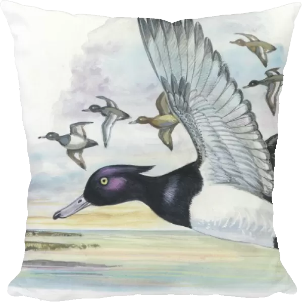 Tufted Duck Aythya fuligula in flight, illustration