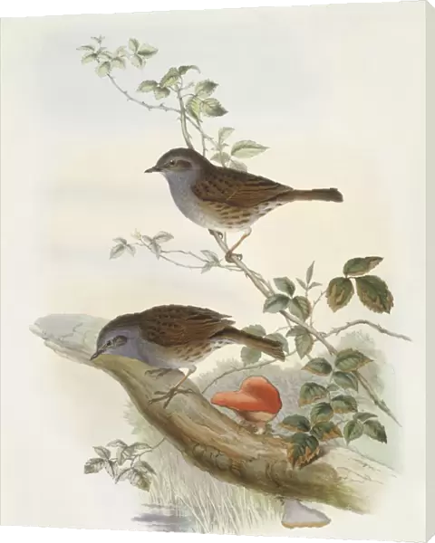 Hedge accentor (Prunella modularis), Engraving by John Gould