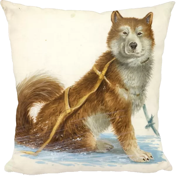 Siberian Husky dog Canis lupus familiaris, illustration