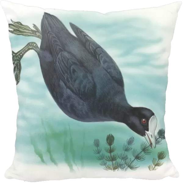 Eurasian Coot Fulica atra swimming, illustration