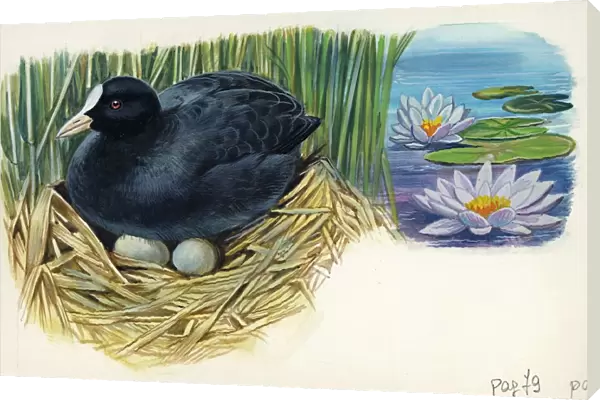 Eurasian Coot Fulica atra warming eggs in the nest, illustration