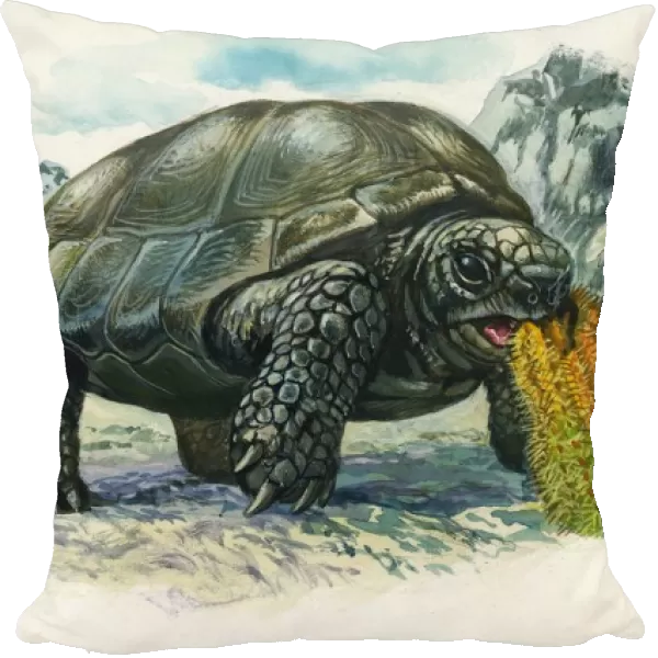 Giant tortoise eating cactus, illustration