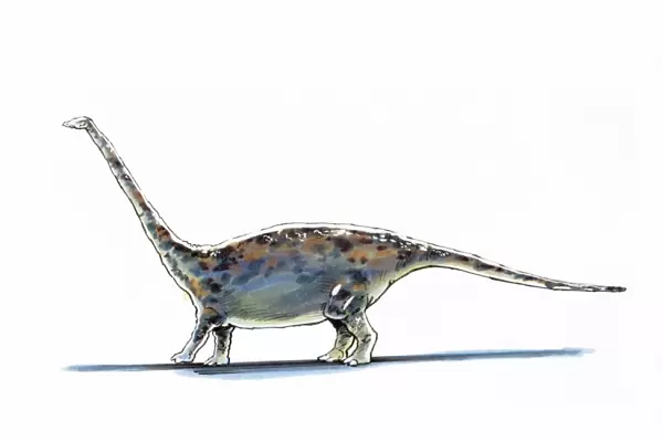 Illustration of Barapasaurus - artwork