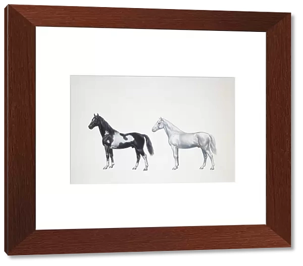 Quarter horse and appaloosa horse (Equus caballus), illustration