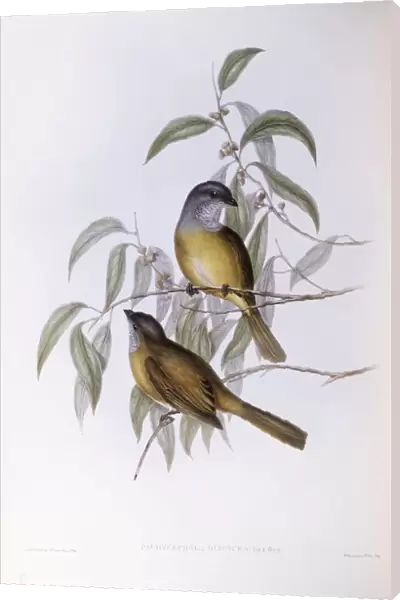 Olive whistler (Pachycephala olivacea), Engraving by John Gould