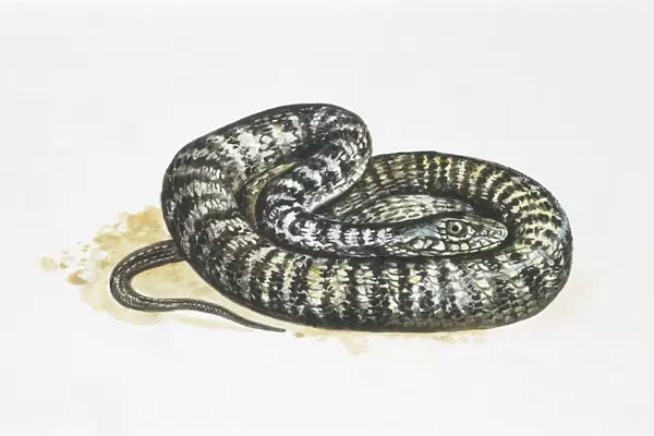 Dark green snake (coluber viridiflavus), illustration