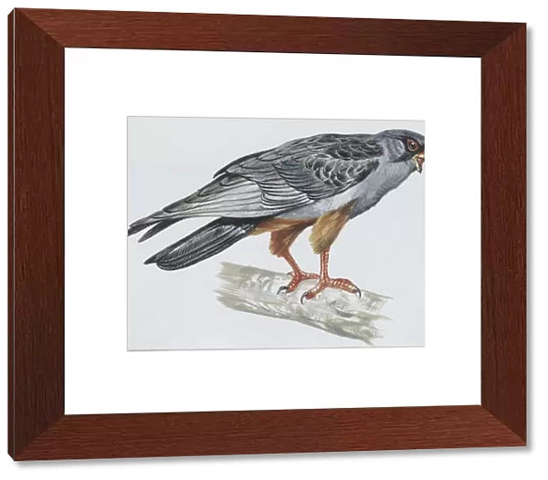 Zoology: Birds, Crested Lark, (Galerida cristata), illustration