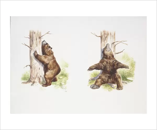 Marsican Brown Bear (Ursus arctos marsicanus) by tree, illustration
