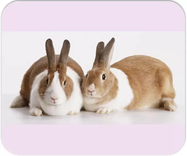 Two brown and white Rabbits (Oryctolagus cuniculus) lying next to each other, looking at camera