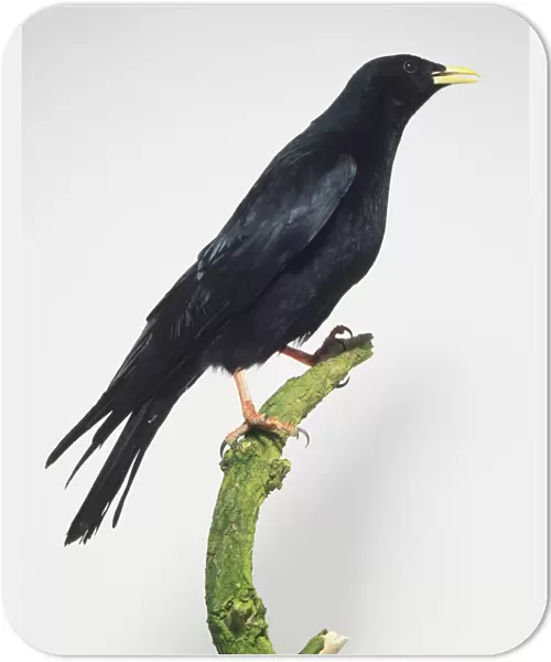 Alpine Chough (Pyrrhocorax graculus) perched on a branch, side view