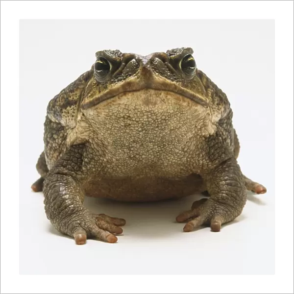 Front view of Cane Toad (Bufo marinus)