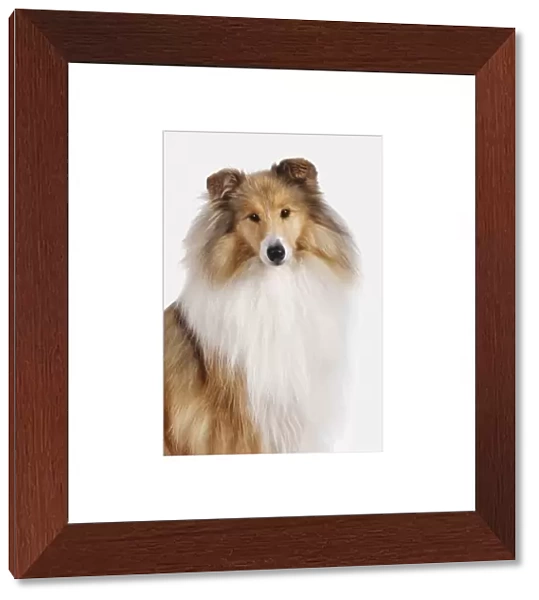 Rough Collie, looking at camera