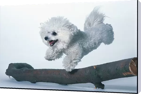 White Bichon frise in a playful mood, jumping over a branch