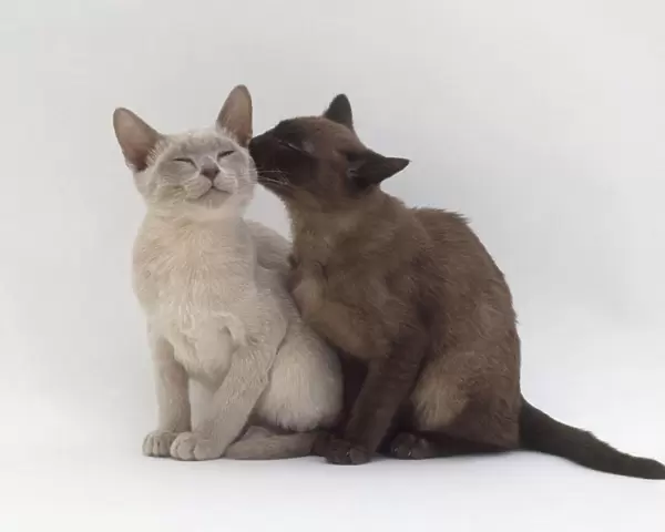 Brown Burmese cat licking a lilac Burmese cat