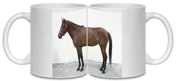 Padang pony, standing, side view