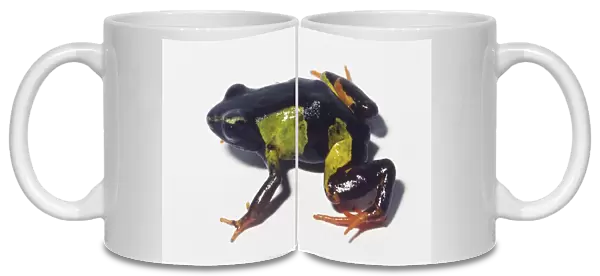 Green and black mantella frog