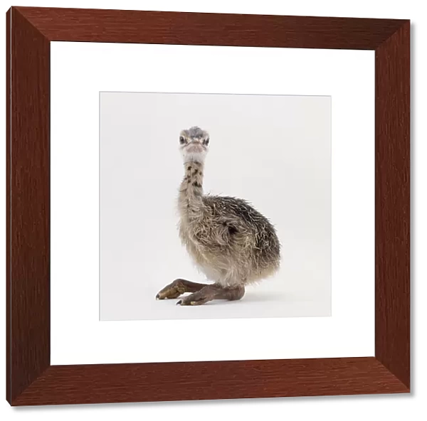 Three day old Ostrich (Struthio camelus) chick with large feet and long neck
