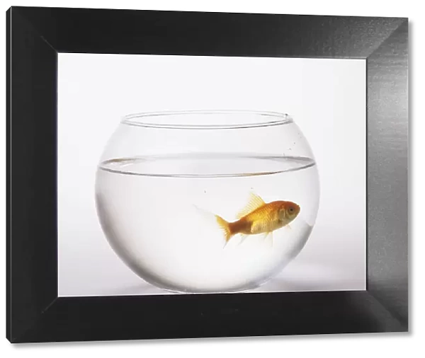 Single Goldfish (Carassius auratus) in a bowl, side view
