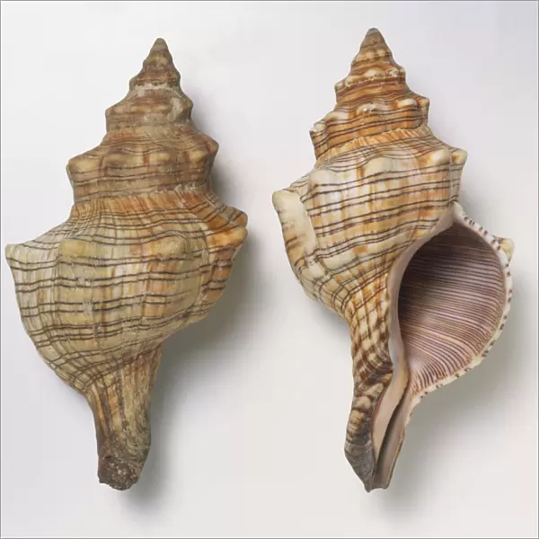 Pleuroploca trapezium, overhead and underside view of two trapezium horse conch shell, large body shell with spiral rows with strong growth ridges, red cream colour with thin brown lines