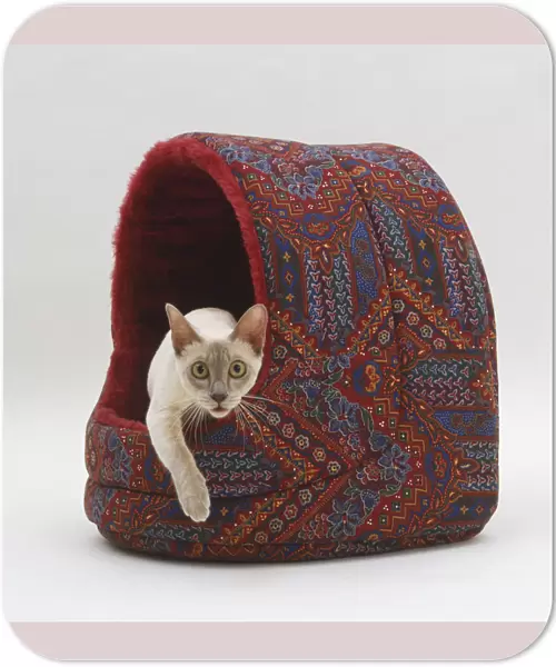 Tonkinese Cat (Felis silvestris catus) emerging from cave-like Cat bed, front view, looking at camera