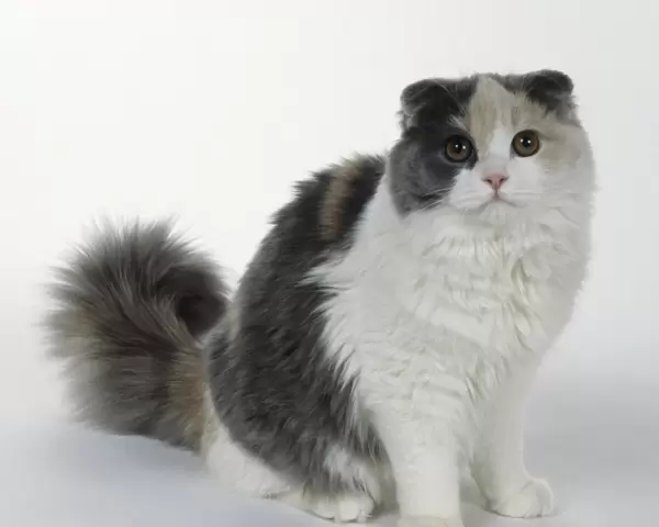Blue-Cream and White Scottish Fold cat with tightly folded ears, large round eyes, and short legs, sitting
