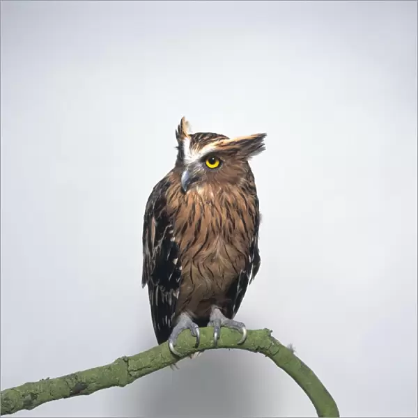 Buffy Fish-Owl (Bubo ketupu) perching on branch with head in profile showing prominent ear tufts