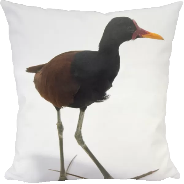 Side  /  front view of a Wattled Jacana, a small, black and brown tropical wading bird, with head in profile showing the soft, fleshy wattle, yellow bill, long, thin legs and extremely large feet enabling it to walk on floating vegetation