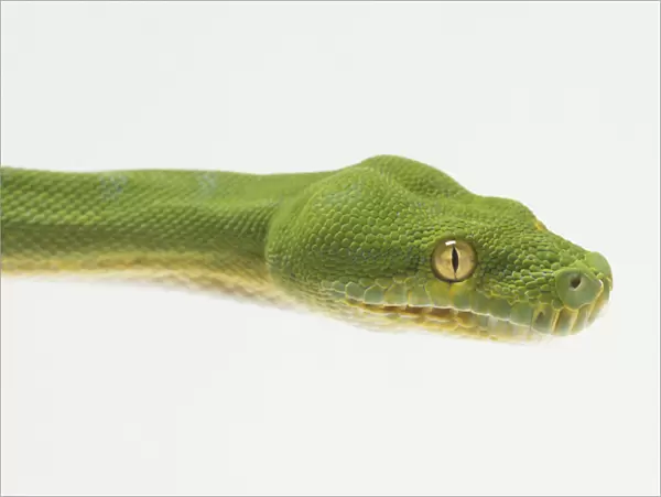 Close-up of the head of a Green Tree Python, showing the bulges which conceal powerful jaw muscles, and large, green eyes with vertical pupils which identify the snake as a nocturnal hunter