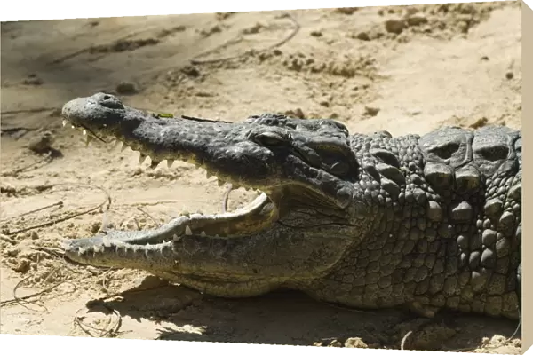 Kenya, Mombasa, Nyali, crocodile with its mouth open at crocodile farm