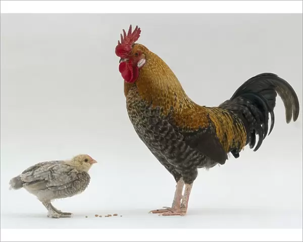 Cockerel stands opposite chick