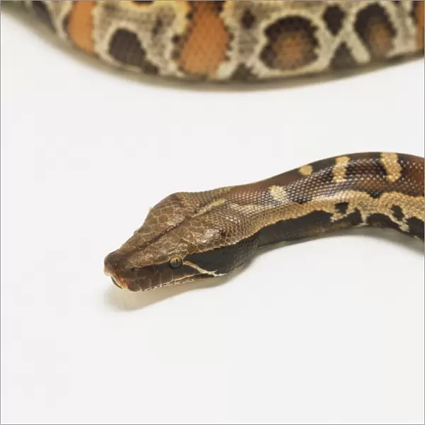 Head of Blood Python (Python curtus brongersmai), close up