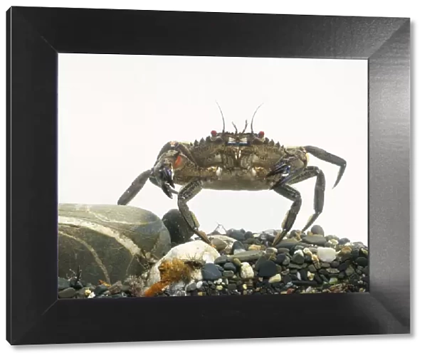 Velvet Crab (Necora puber) underwater