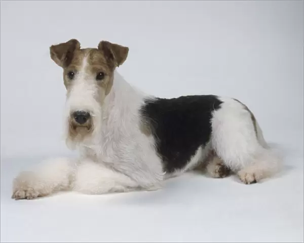 Wire Fox Terrier lying down, looking at camera