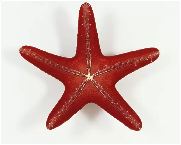 A red coloured starfish (Asterias rubens)