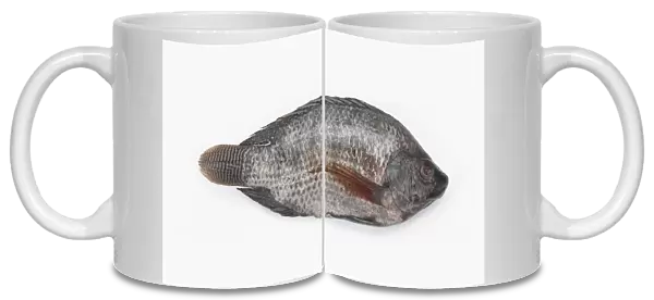 Tilapia (Oreochromis) fish