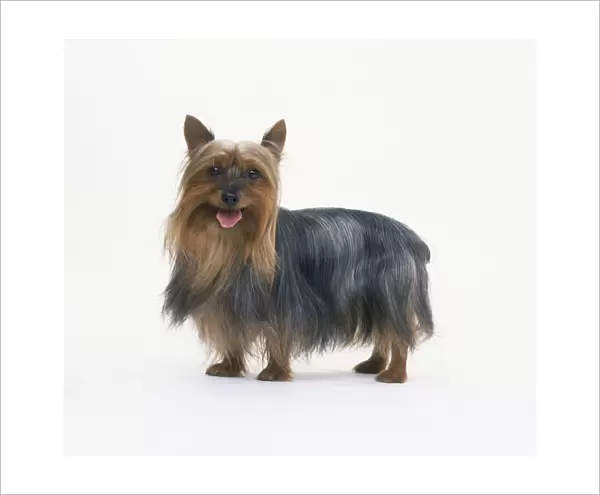 Australian silky terrier, standing with its tongue out, looking at camera