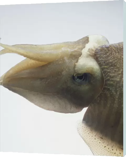 Squid head and eye, side view