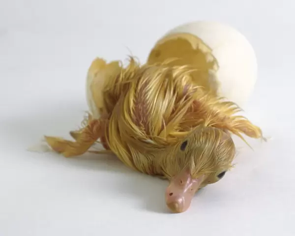 Aylesbury duckling hatched out of egg shell, front view