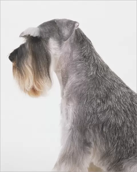 Miniature Schnauzer (Canis familiaris), profile