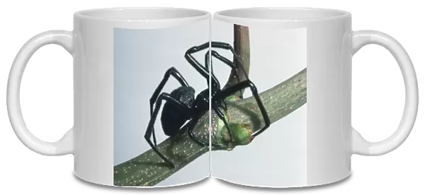 Black Widow Spider climbing a twig
