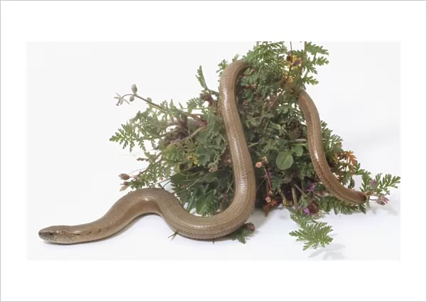Slow Worm, tough scaled skin, long thin body, slithering in flowers