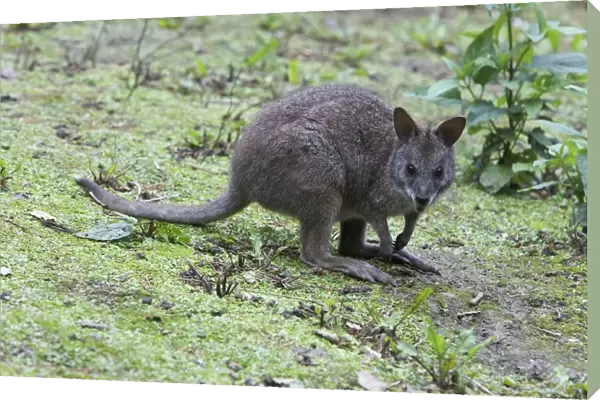 Parma wallaby (Macropus parma), looking at camera